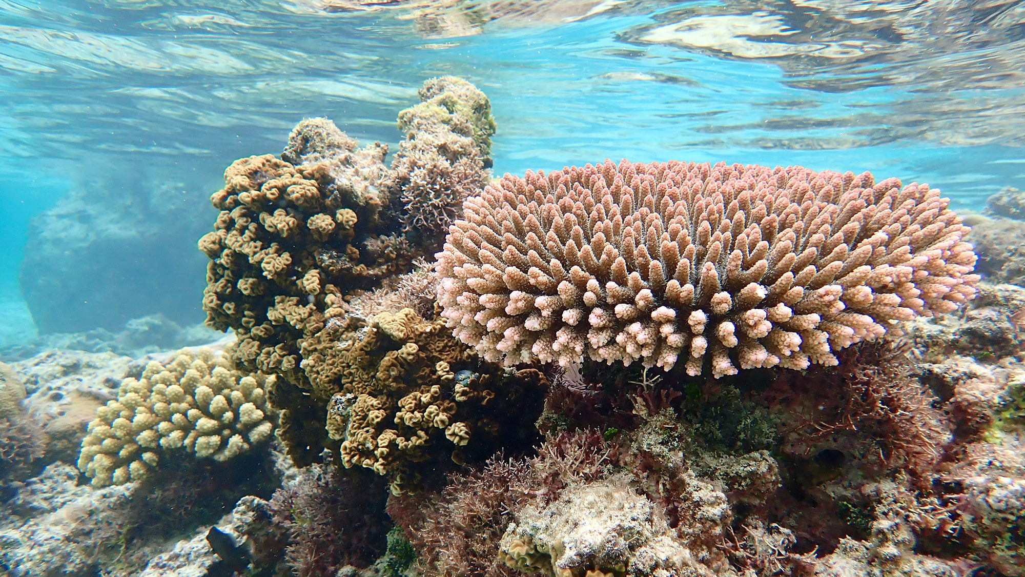 coral photographed underwater