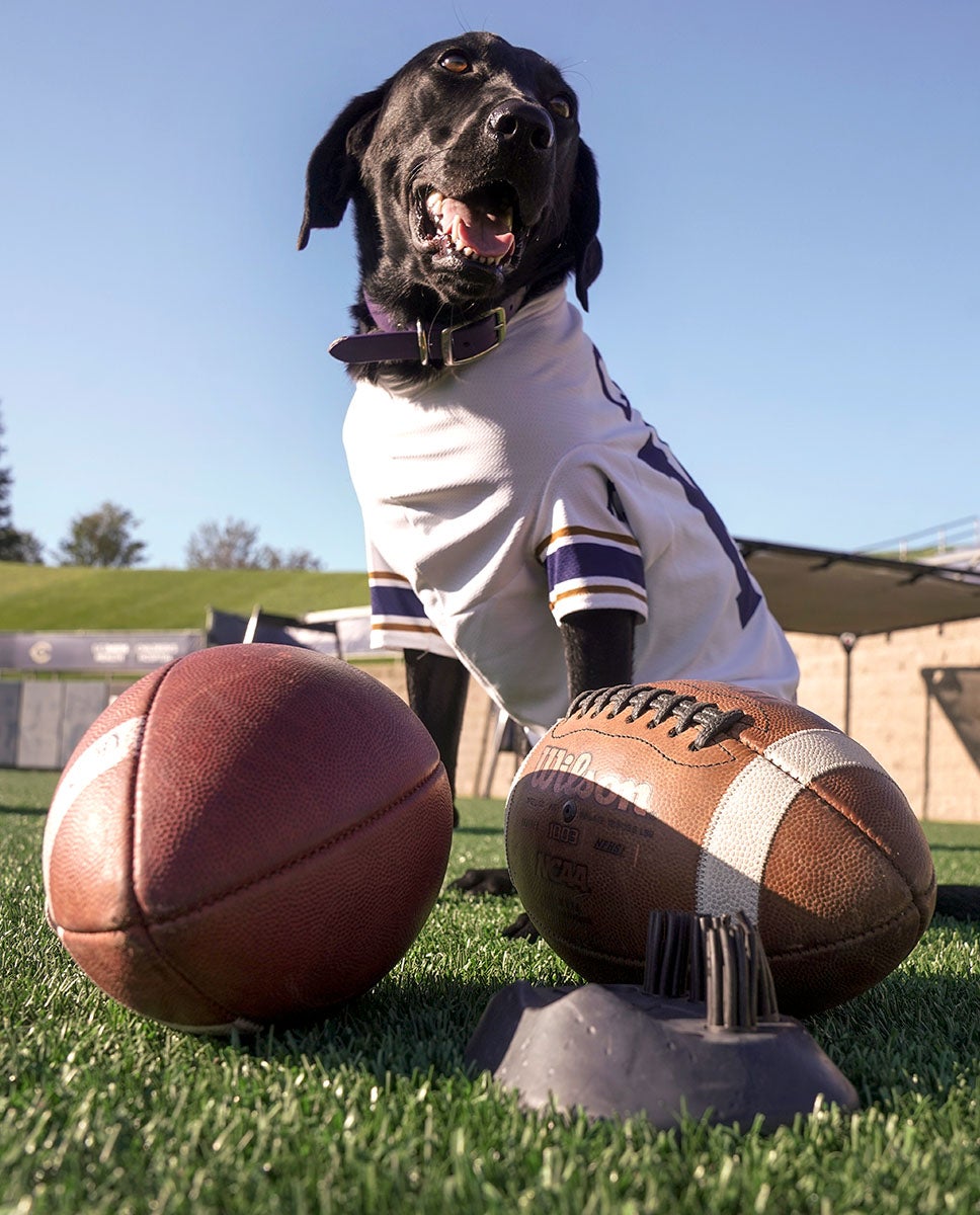 Cori, a black labrador, poses with footballs