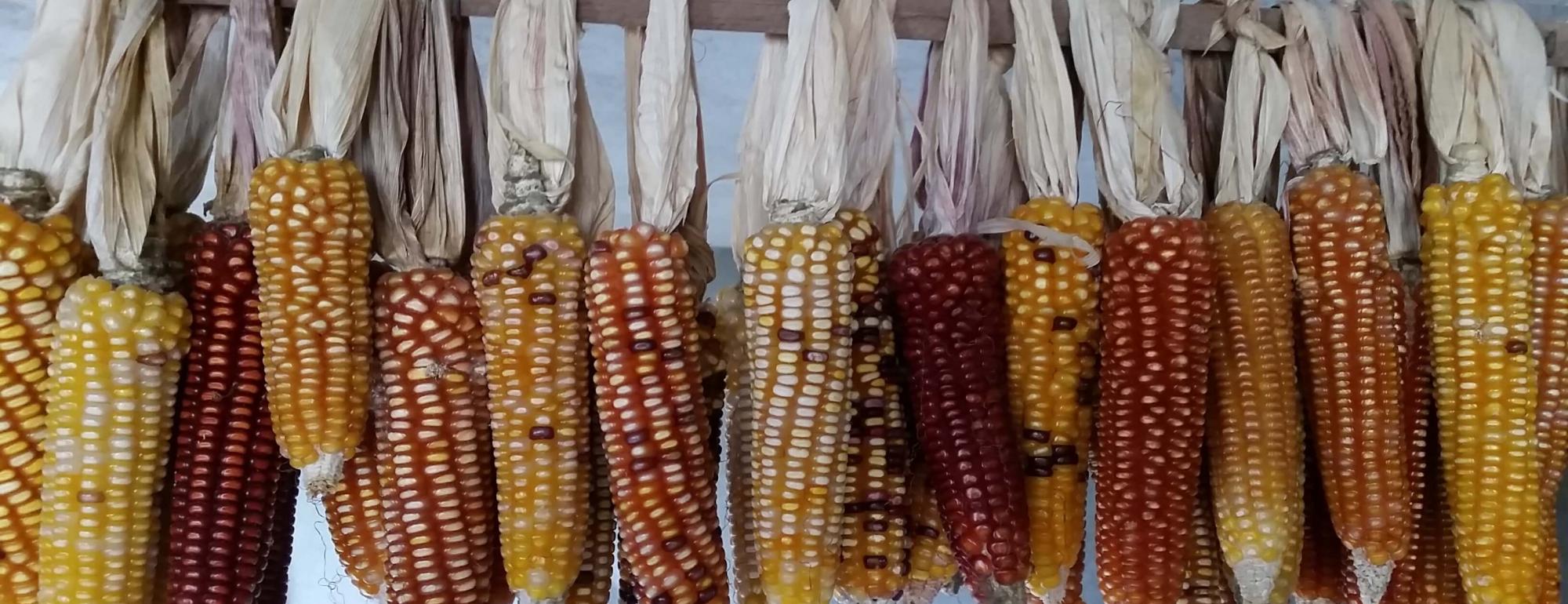 Corns lined up in a row, colors ranging from yellow to brown