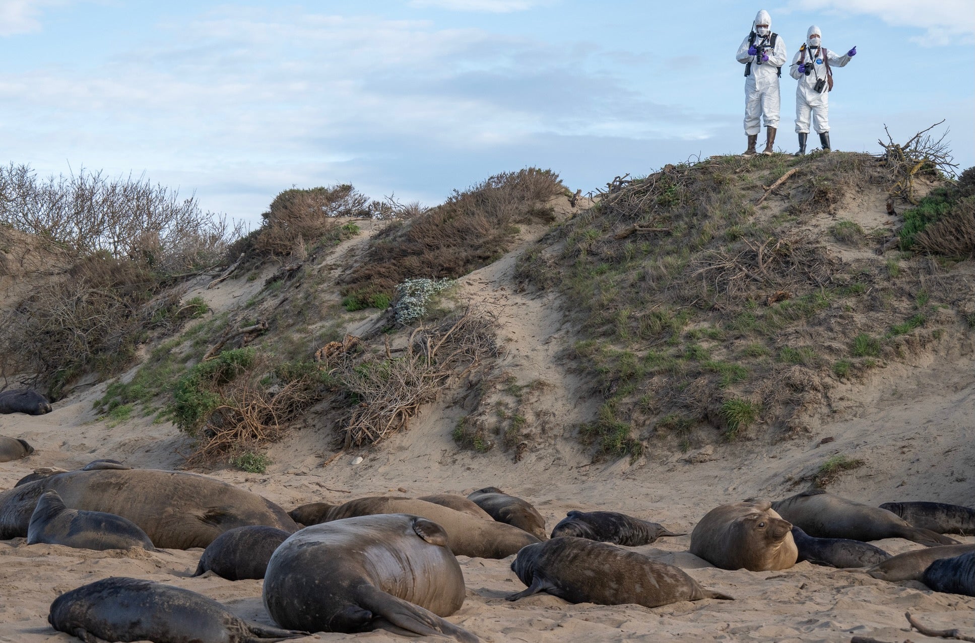 Two people in protective suits stand on a dune, overlooking resting seals on the beach.