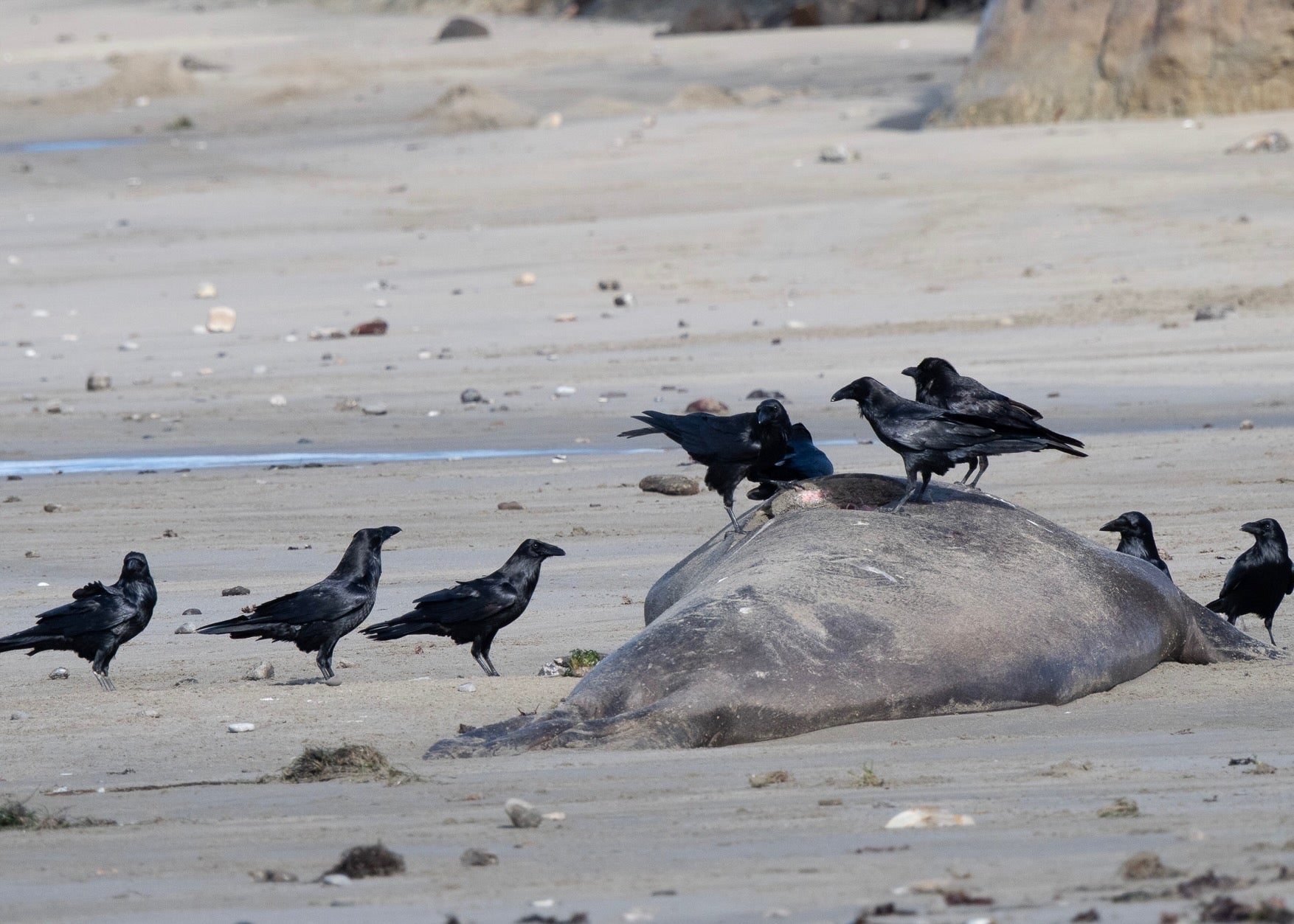 Several black birds gather on and around an elephant seal carcass at Ano Nuevo Reserve in California