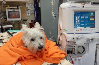 Dog in orange blanket, in clinical setting