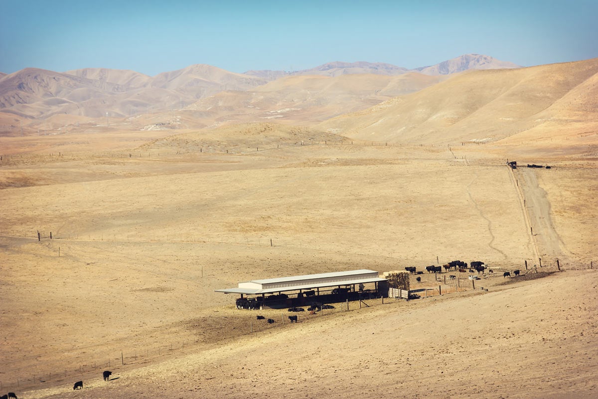 cattle in desert overhead view