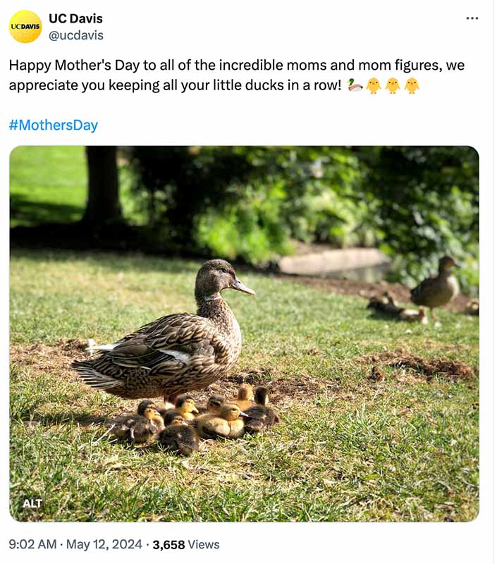 Tweet from UC Davis wishing 'Happy Mother's Day to all of the incredible moms and mom figures, we appreciate you keeping all your little ducks in a row! 🦆🐥🐥🐥' with hashtag #MothersDay. The tweet includes an image of a mother duck leading her ducklings across a grassy area with trees and bushes in the background.