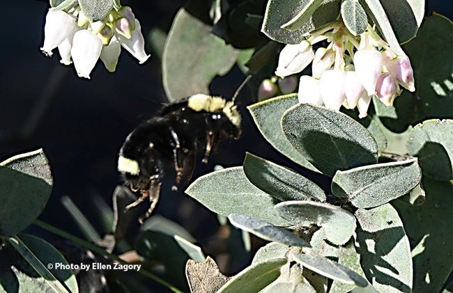 Bumblebee forages on manzanita