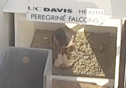 Mother falcon stands with new hatchlings.