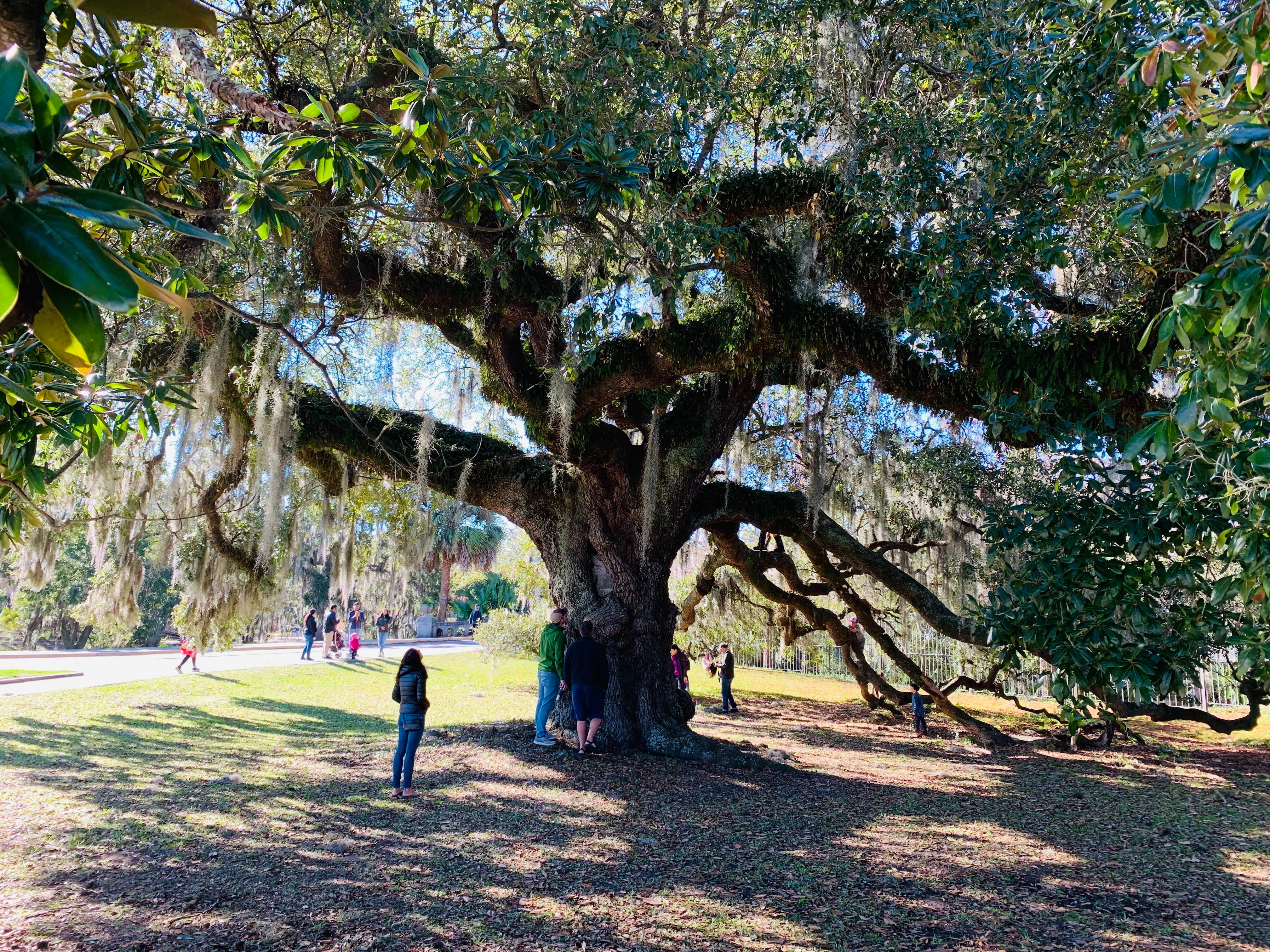 woman looks up at live oak in New Orleans