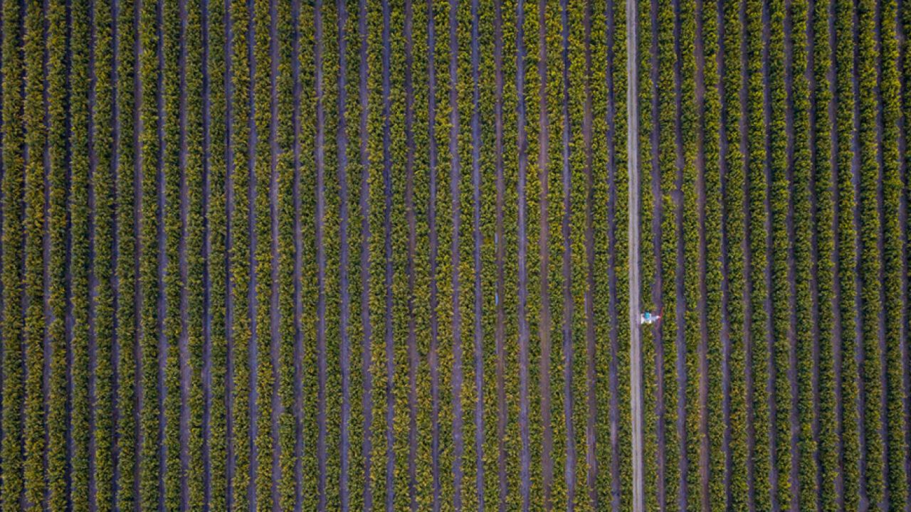 aerial of citrus field