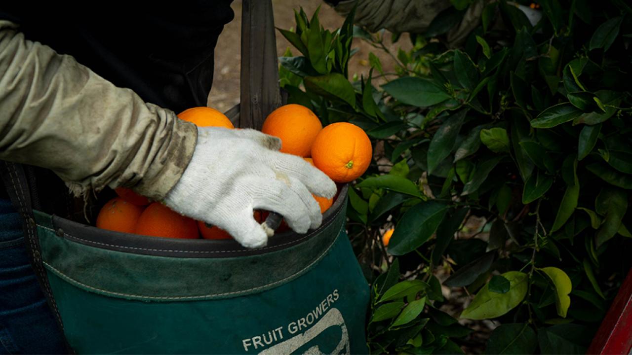 person putting fruits into bag
