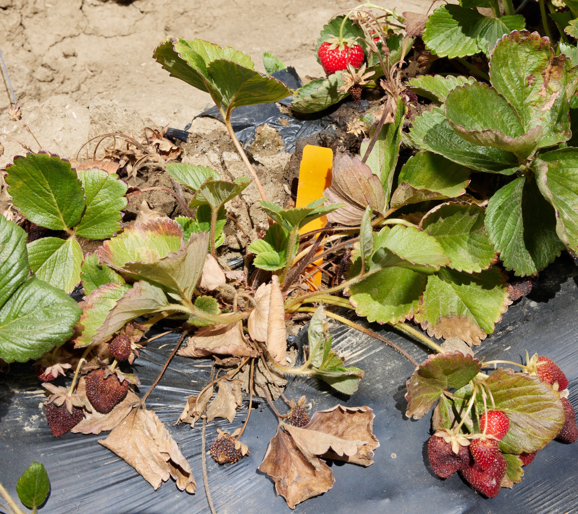 Strawberry plant affected by Fusarium wilt