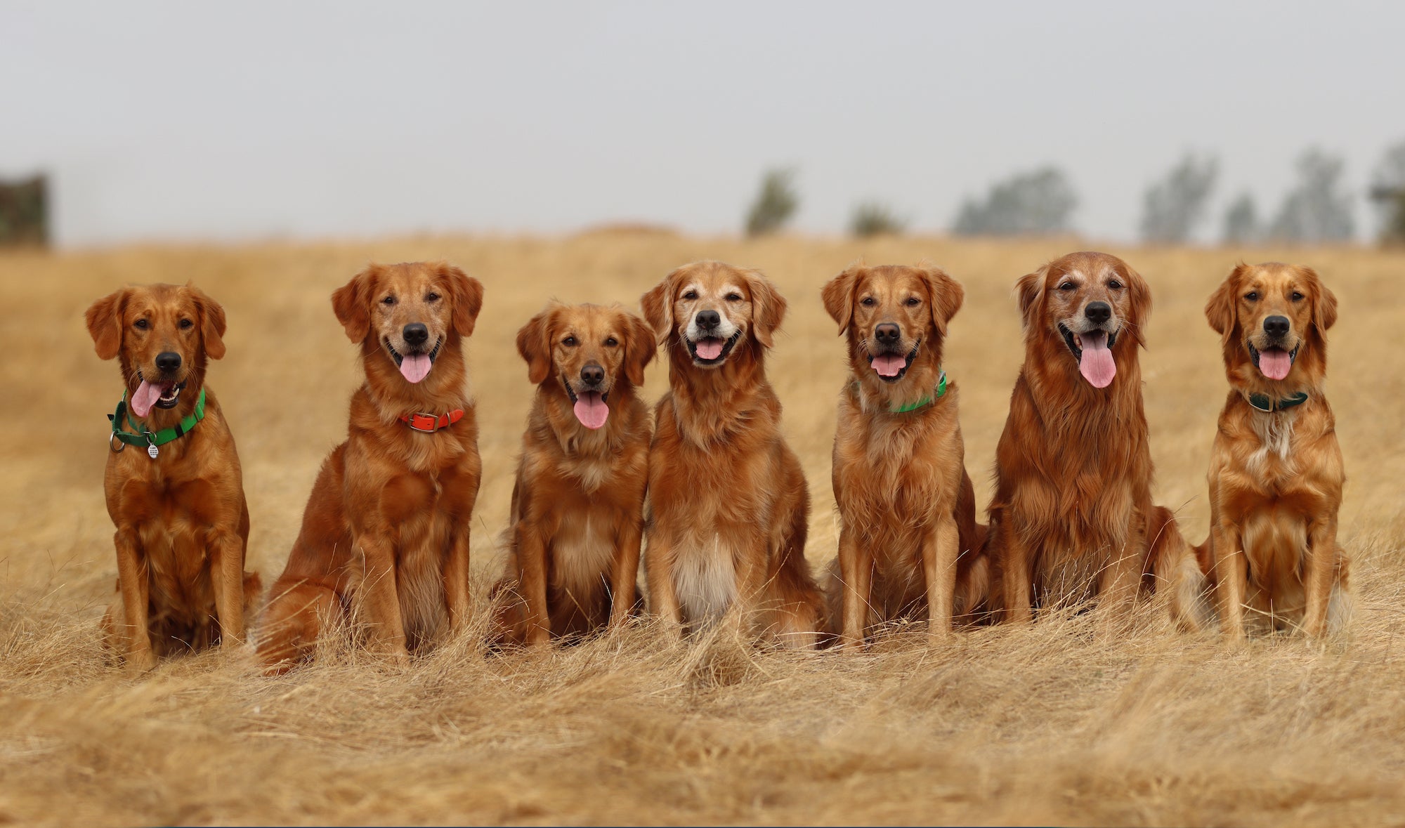 UC Davis researchers have found a gene associated with longevity in Golden Retrievers, one of the most popular breeds of dogs. (Jessica Hecock)