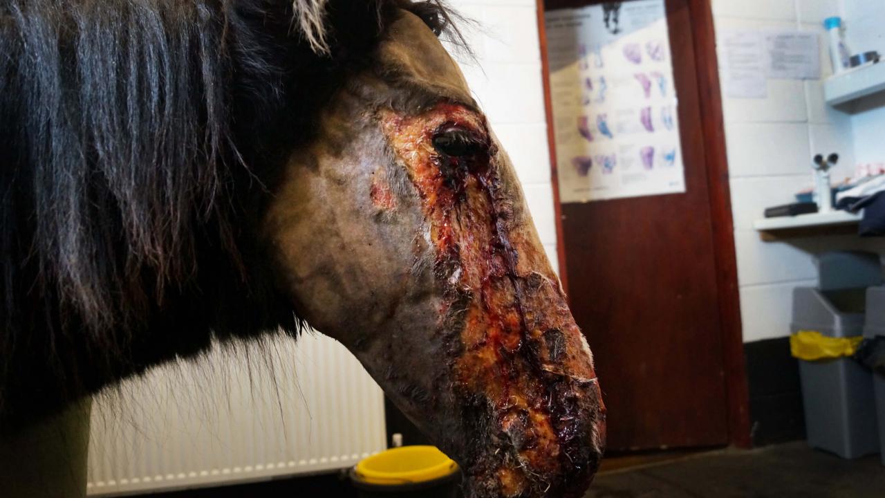 horse burnt skin ::(
