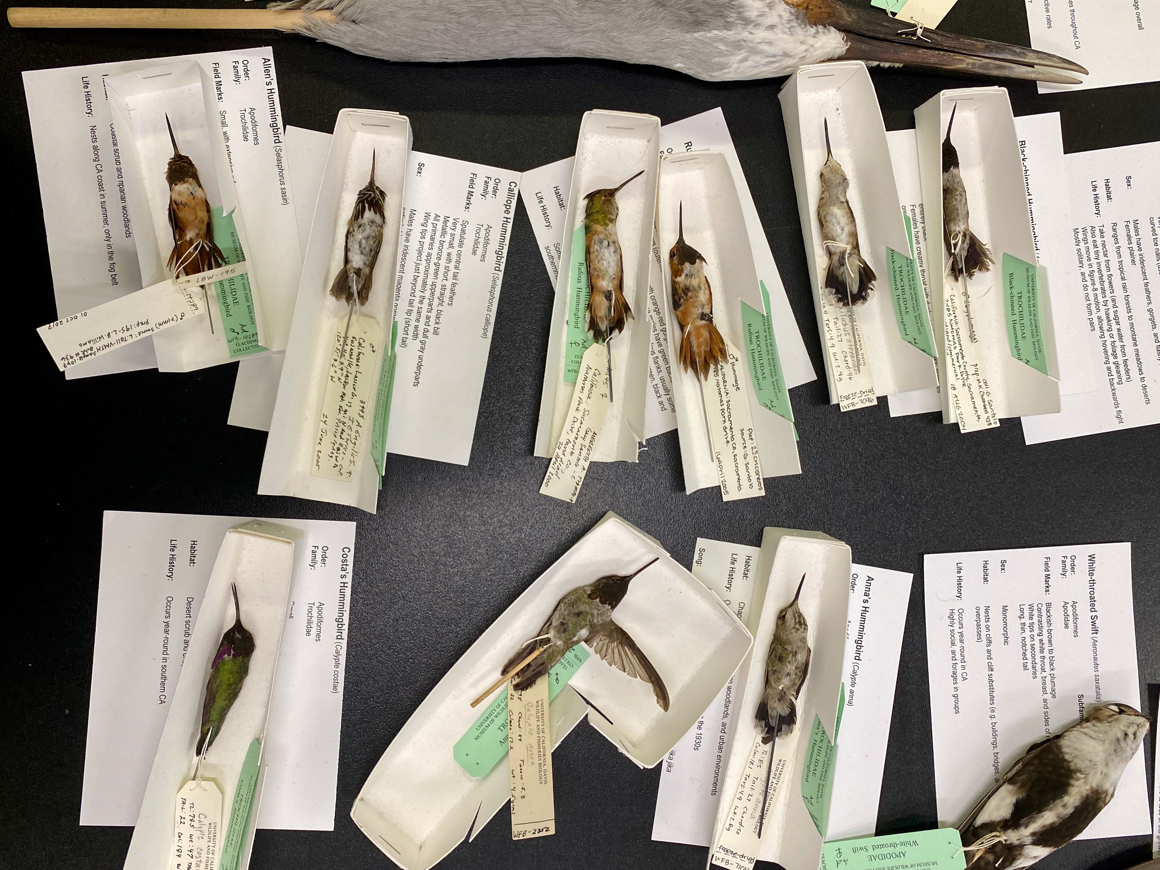 preserved hummingbird specimens on sticks lay on a table in museum