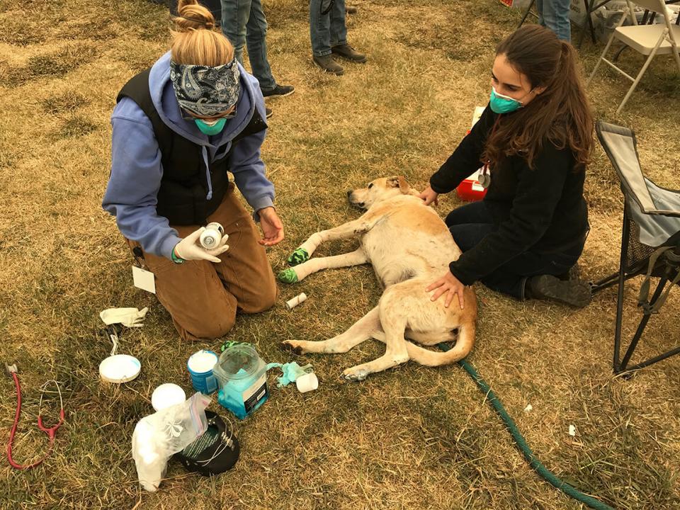 injured dog being tended to by vet students