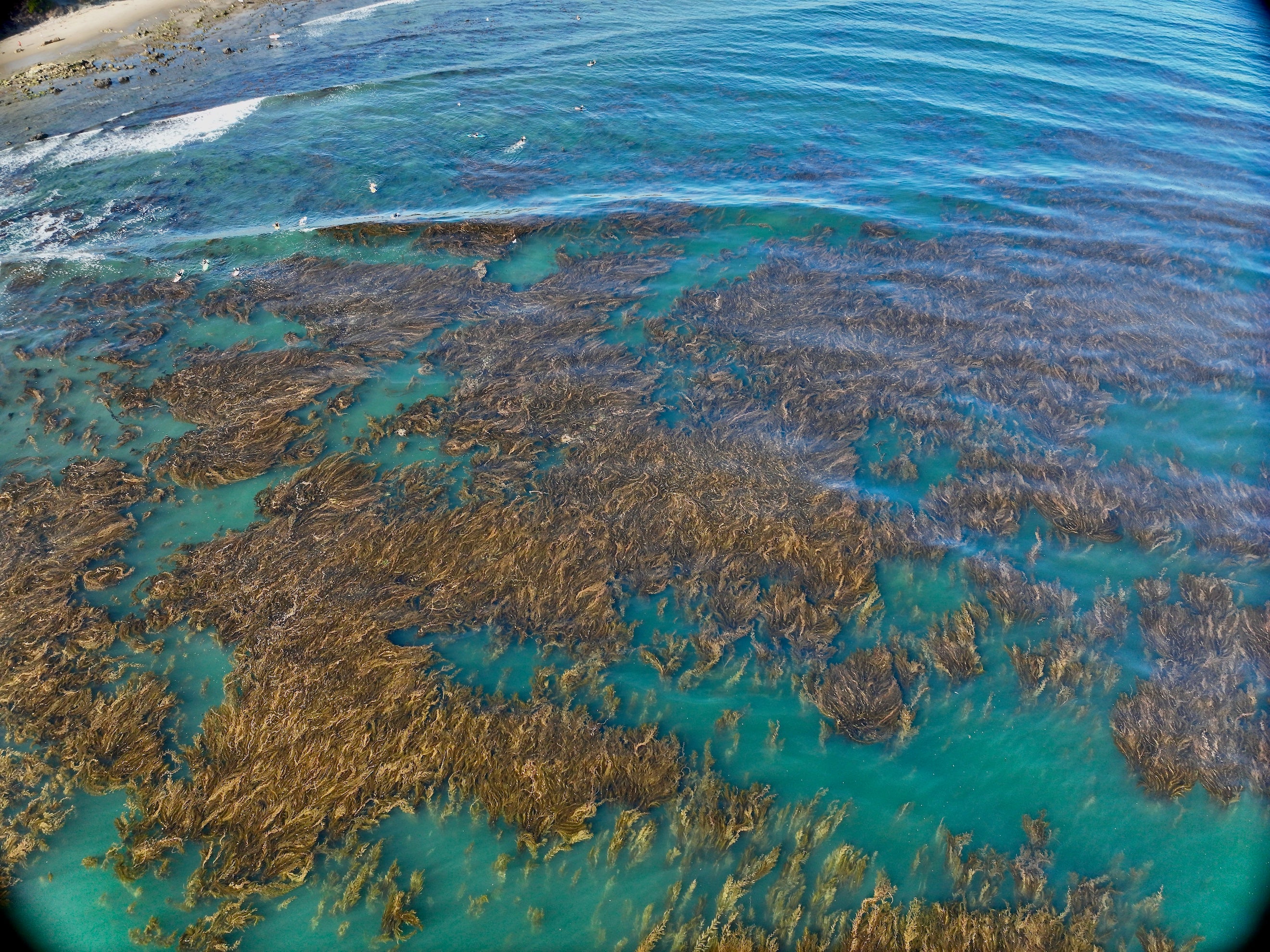 aerial drone image of kelp floating on surface of ocean