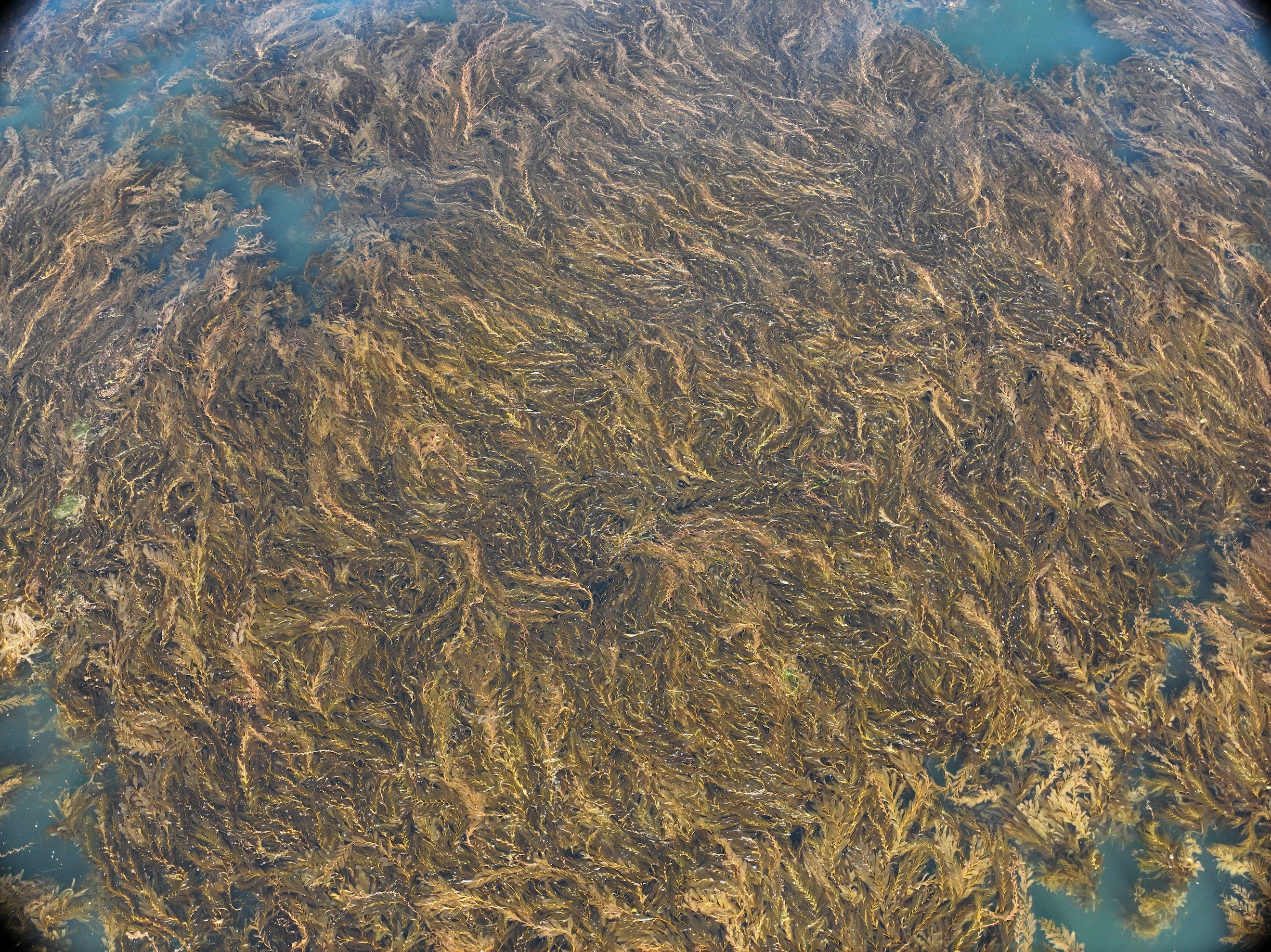 Aerial drone image of kelp in ocean
