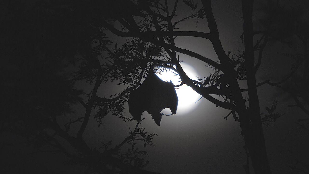 bat flying at night