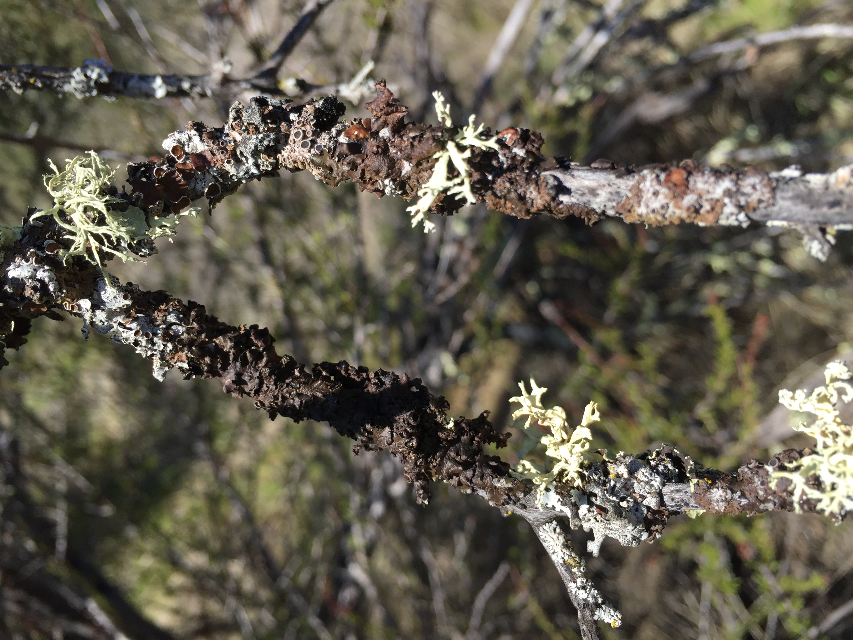 lichen attached to tree branch