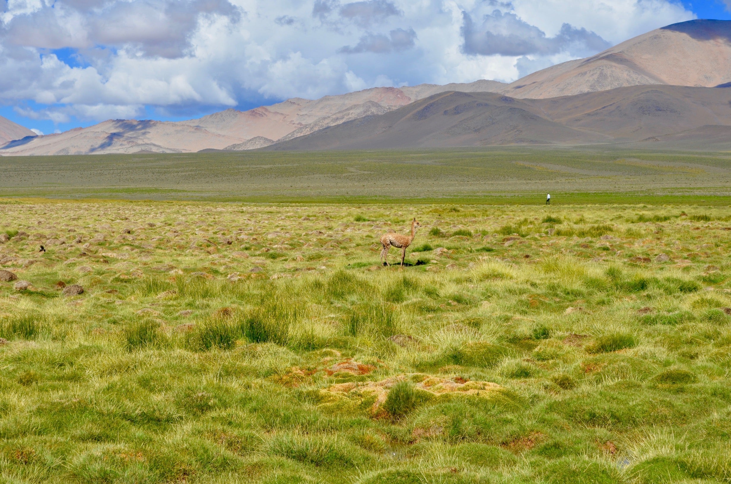 A lone vicuna stands amid the grasslands in Argentina's San Guillermo National Park following a mange epidemic.