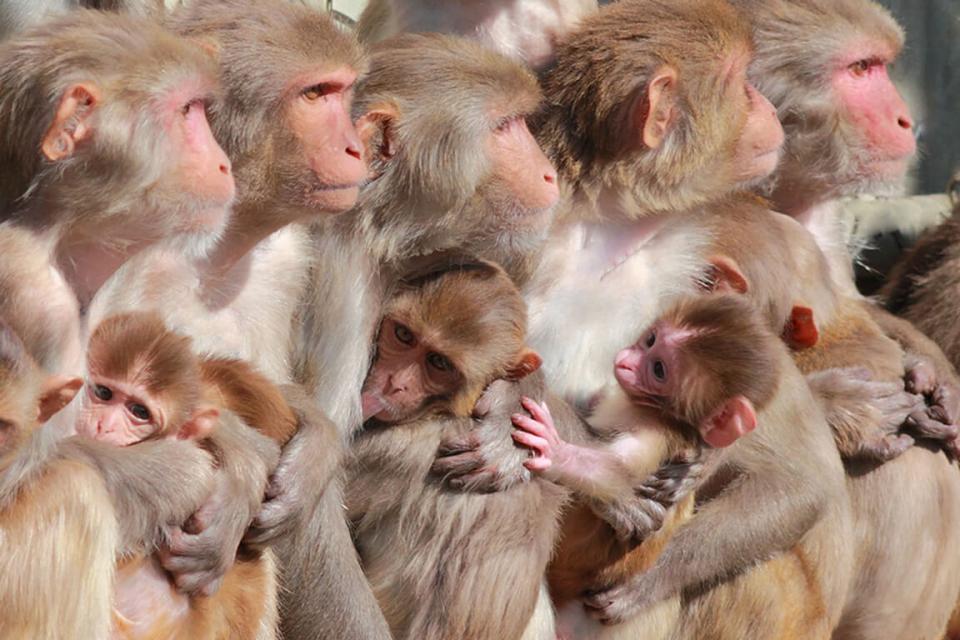 Row of macaque monkeys holding infants 