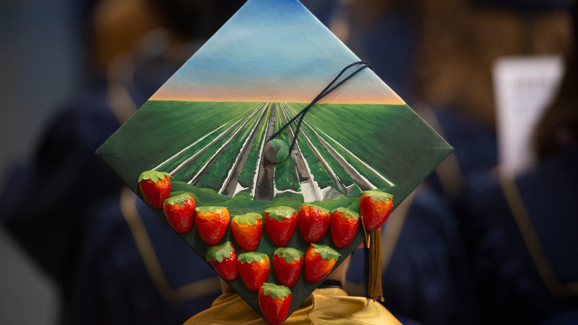 Strawberry field (and strawberries) on grad cap
