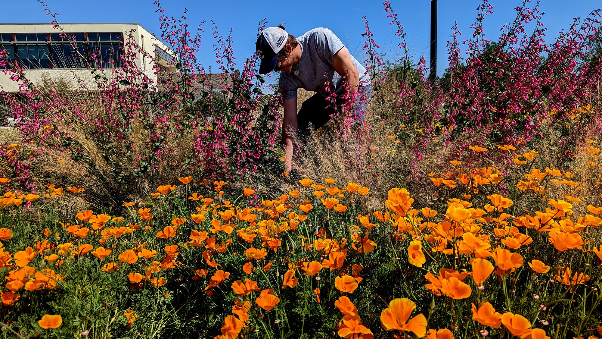 Person wearing a hat kneeling among orange poppies and tall purple flowers near a building