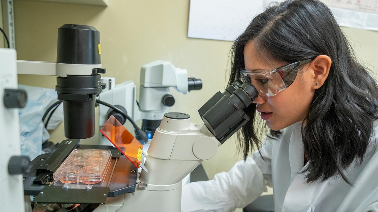 Missy Pham observes stem cells