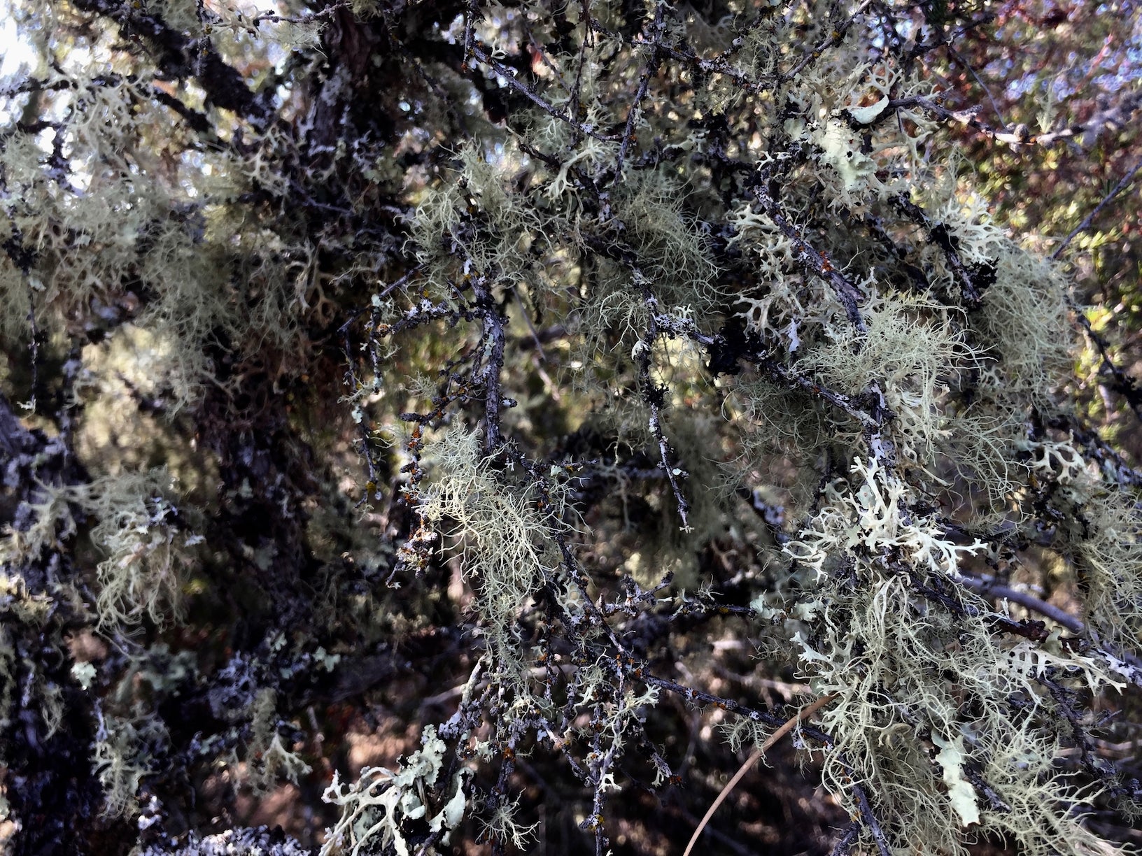 old-growth lichen drapes from branches