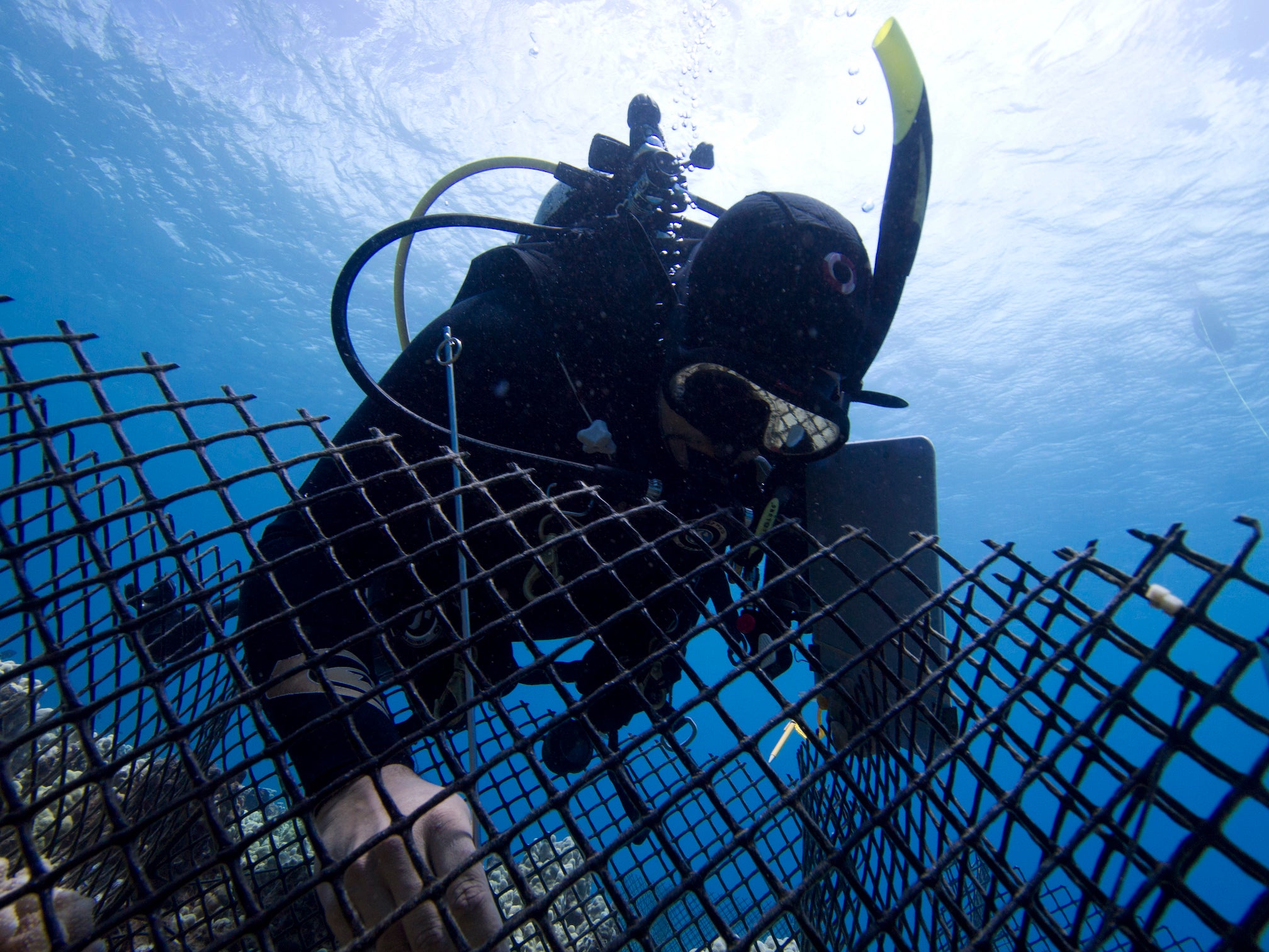 Man dives in coral reef