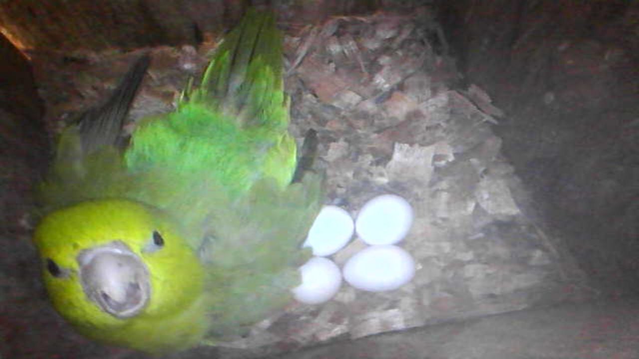 A parrot with its eggs looks up from its nest box in Ecuador.