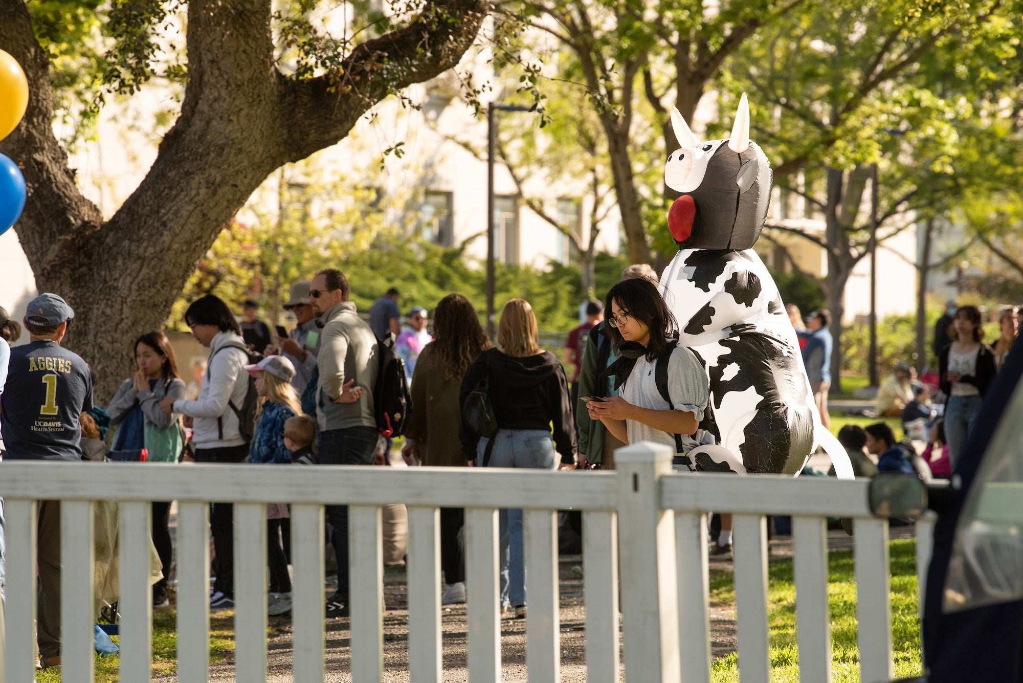 Picnic Day 2023 person in cow costume