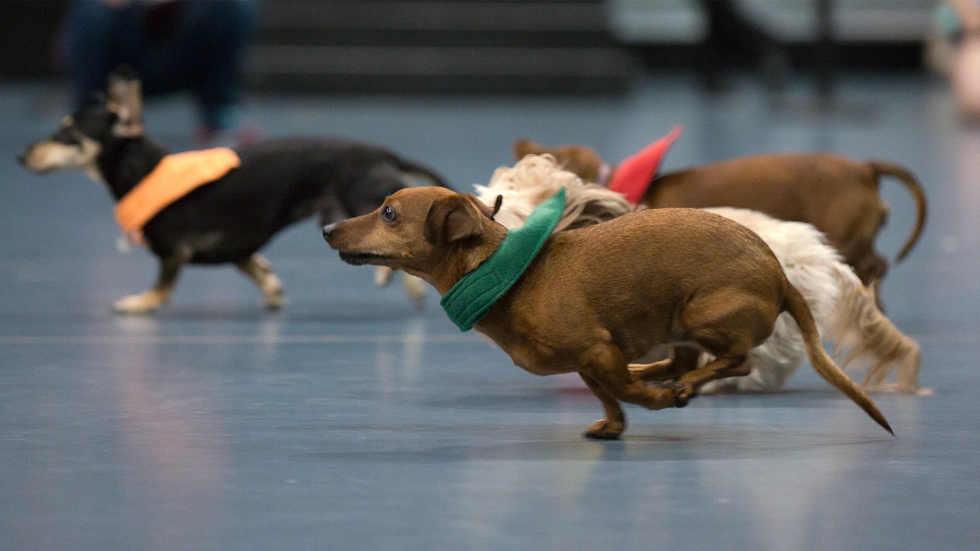 Small dogs race in the Doxie Derby.