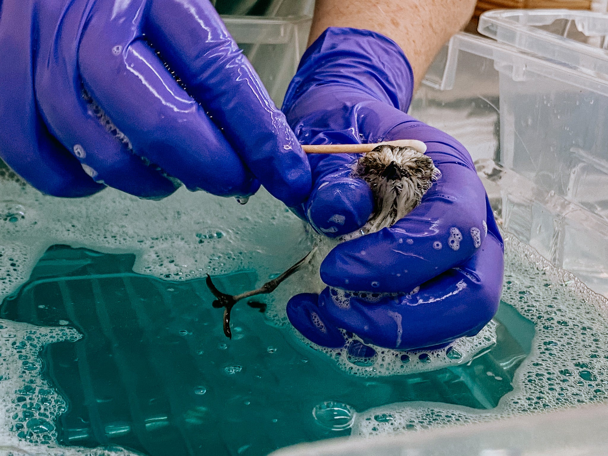 oiled snowy plover being washed in blue sudsy water by hands wearing purple gloves
