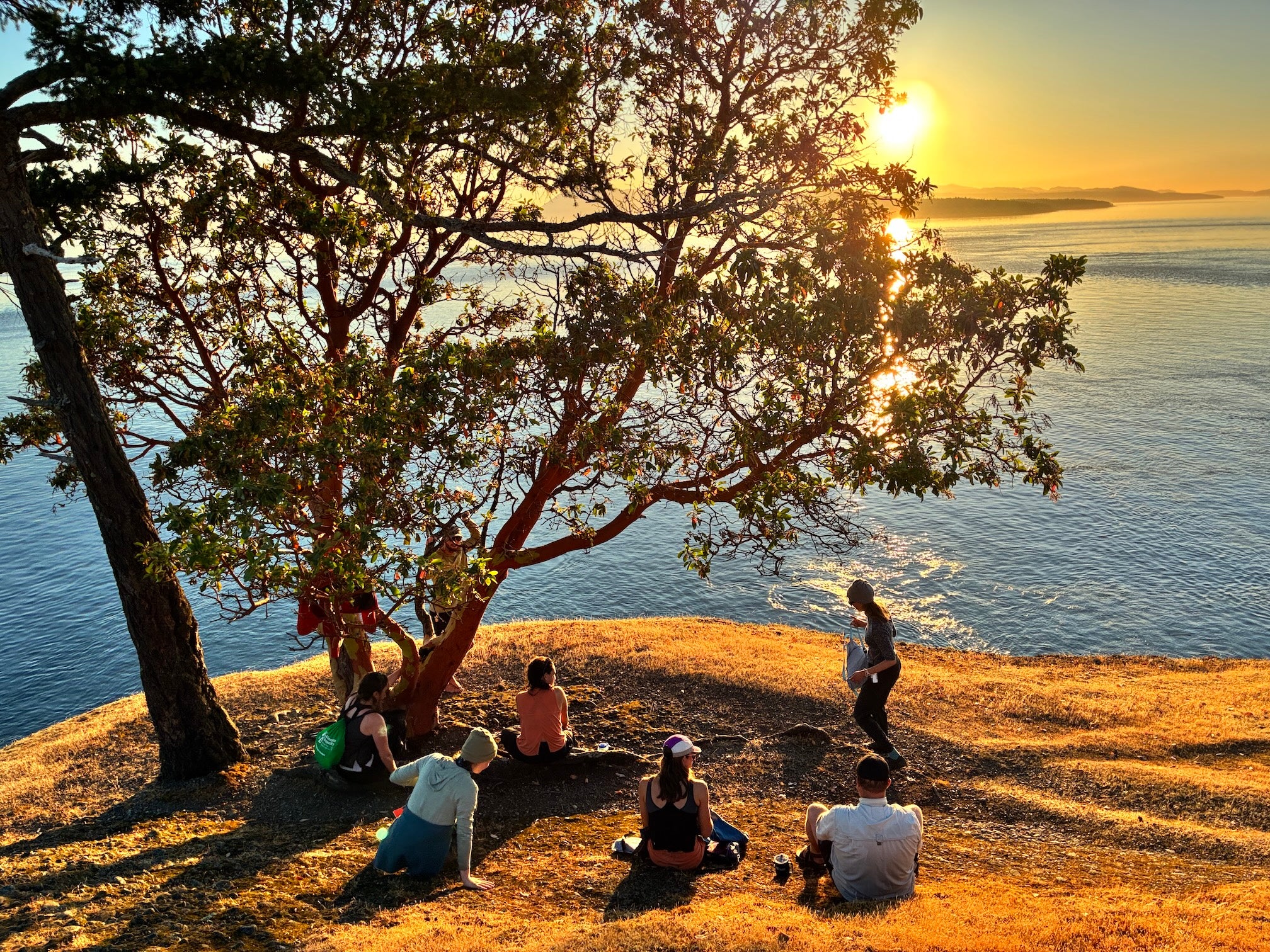 Group of people sitting on a grassy bluff under a tree, watching sunset over reflective water