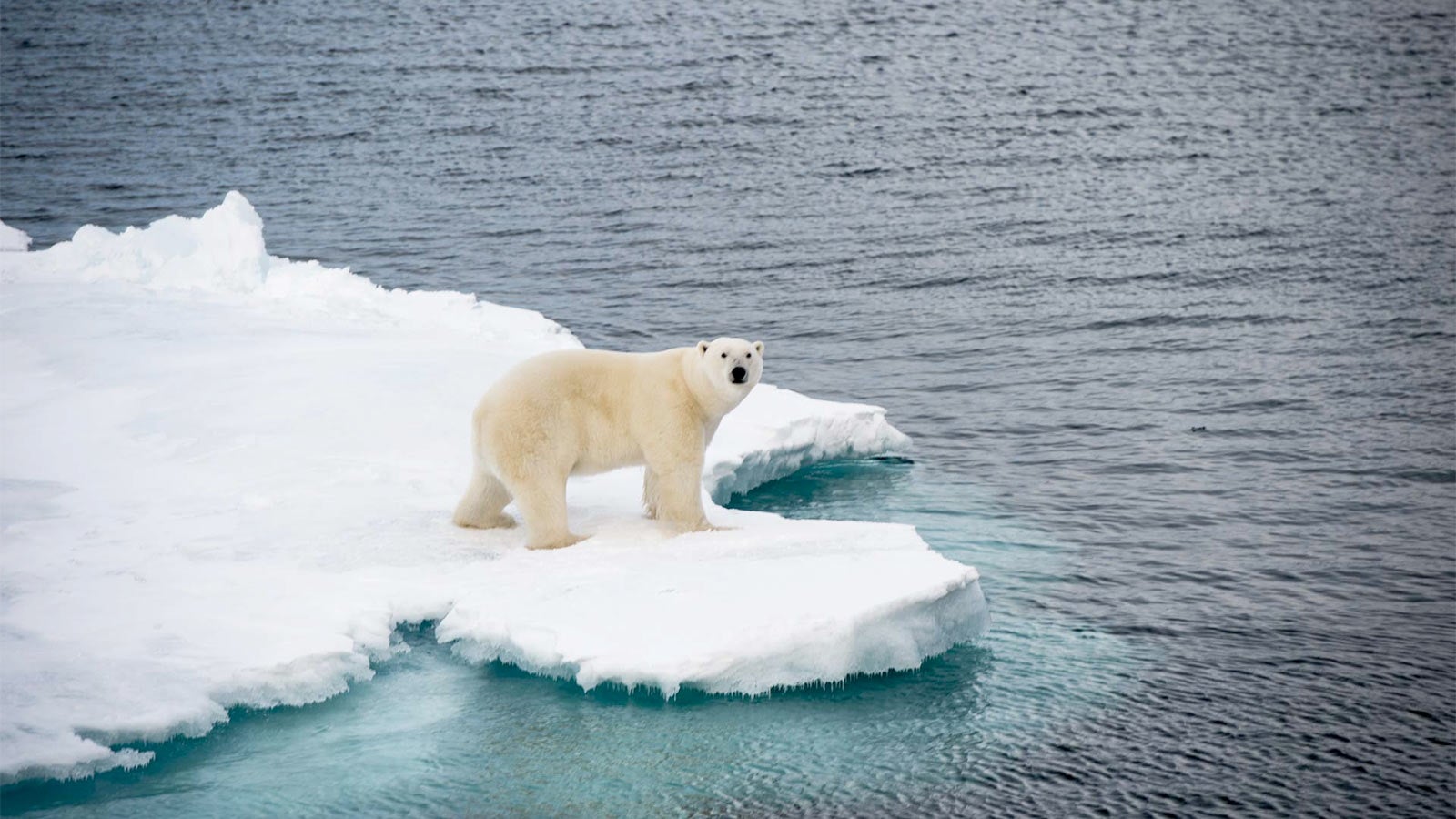 polar bear on ice berg