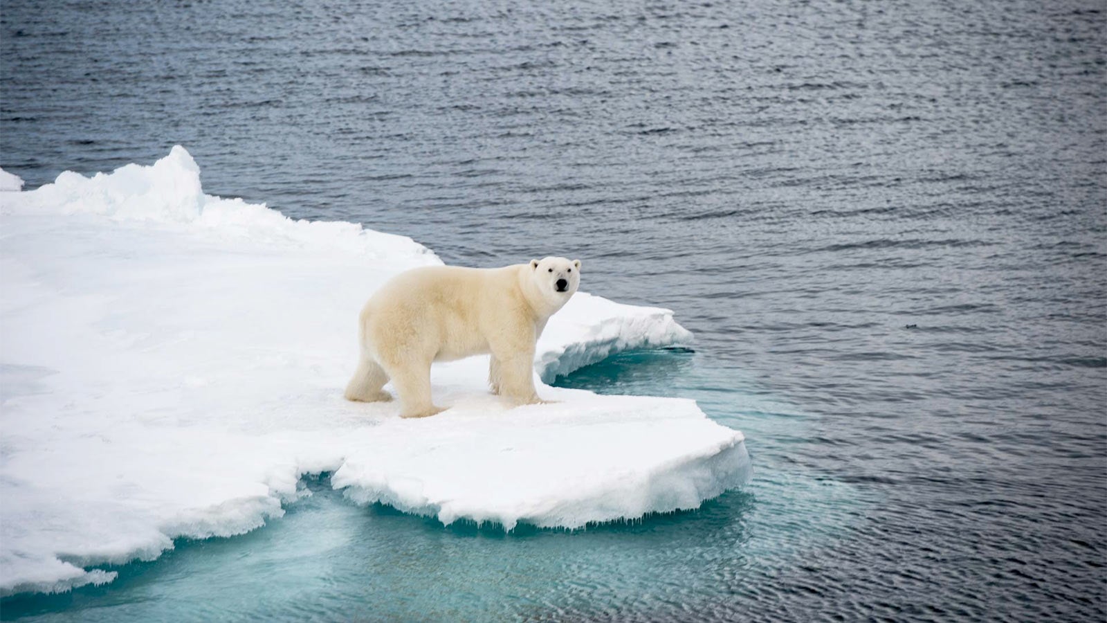 Arctic Sea Ice