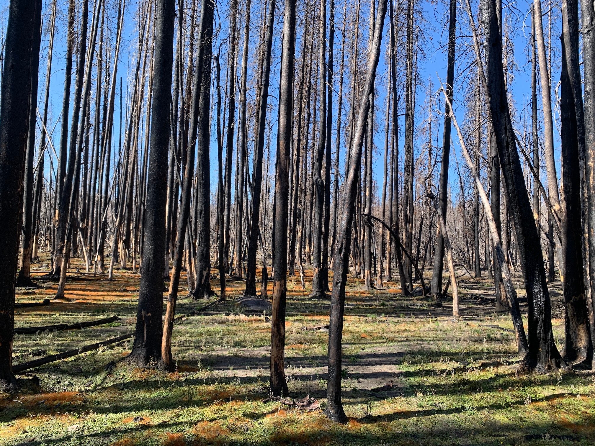 Burned forest with blackened trunks and fresh green regrowth under blue sky