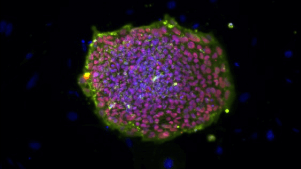 pre-organoid stem cells