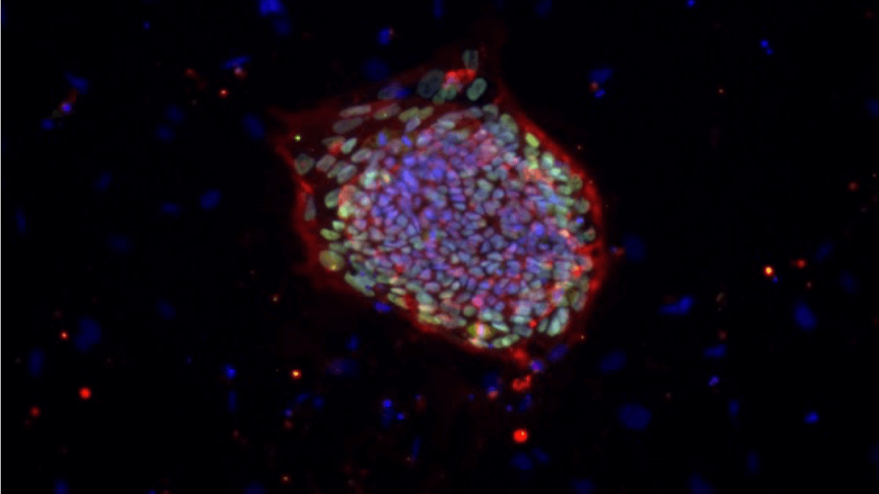 pre-organoid stem cells