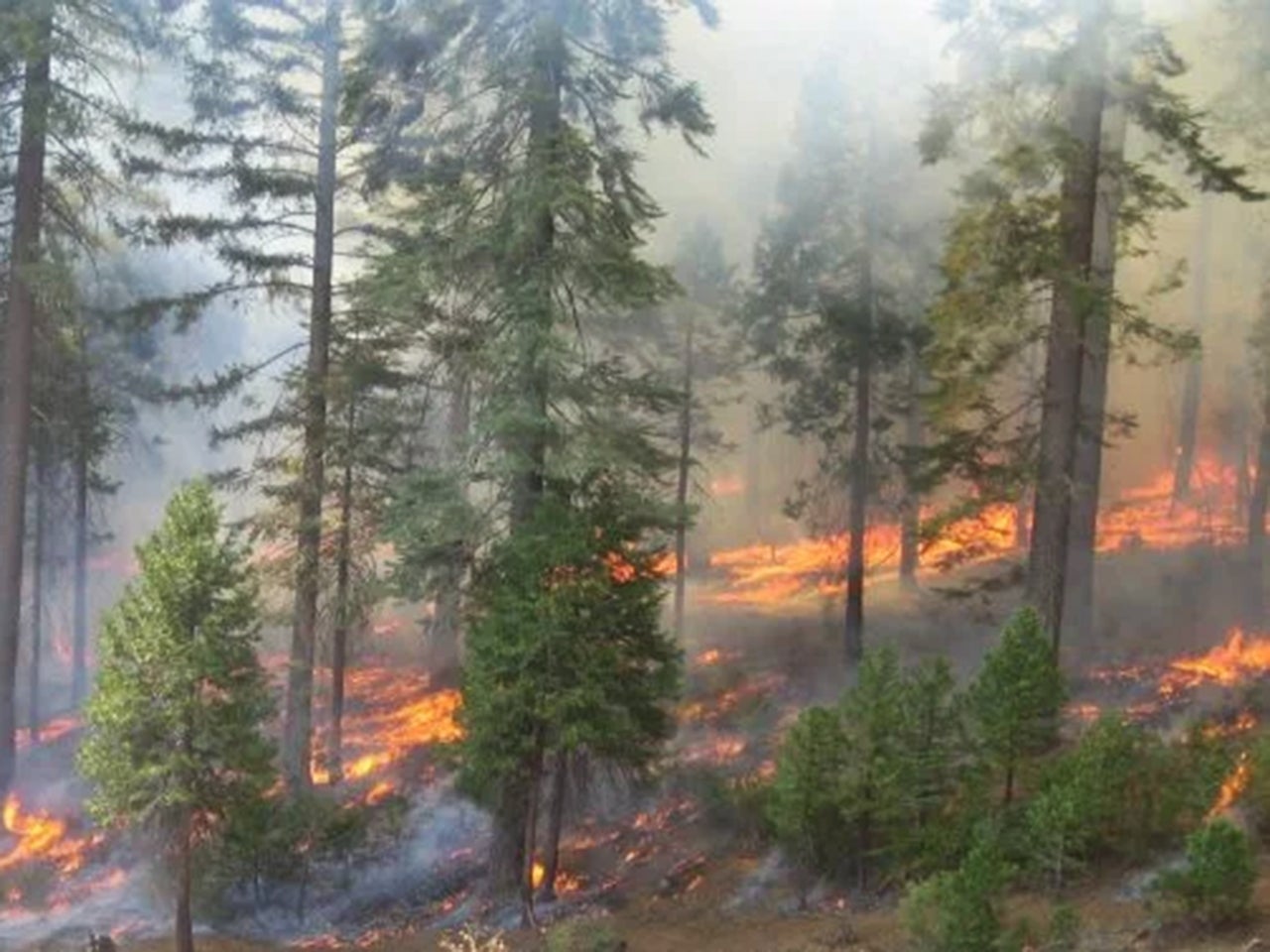 A low-severity prescribed burn in a low-density forest