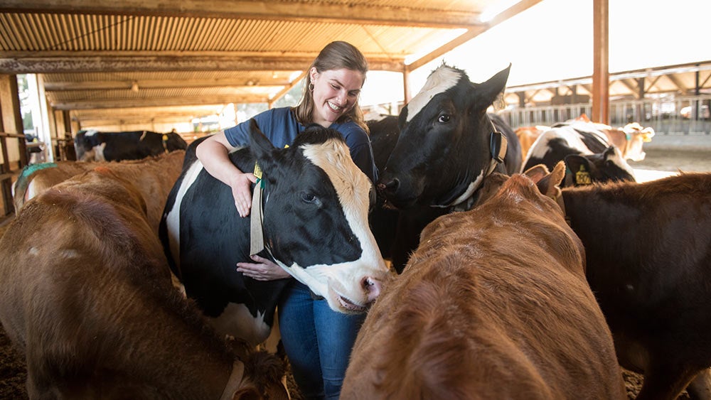 uc davis student plays with cows at dairy barn