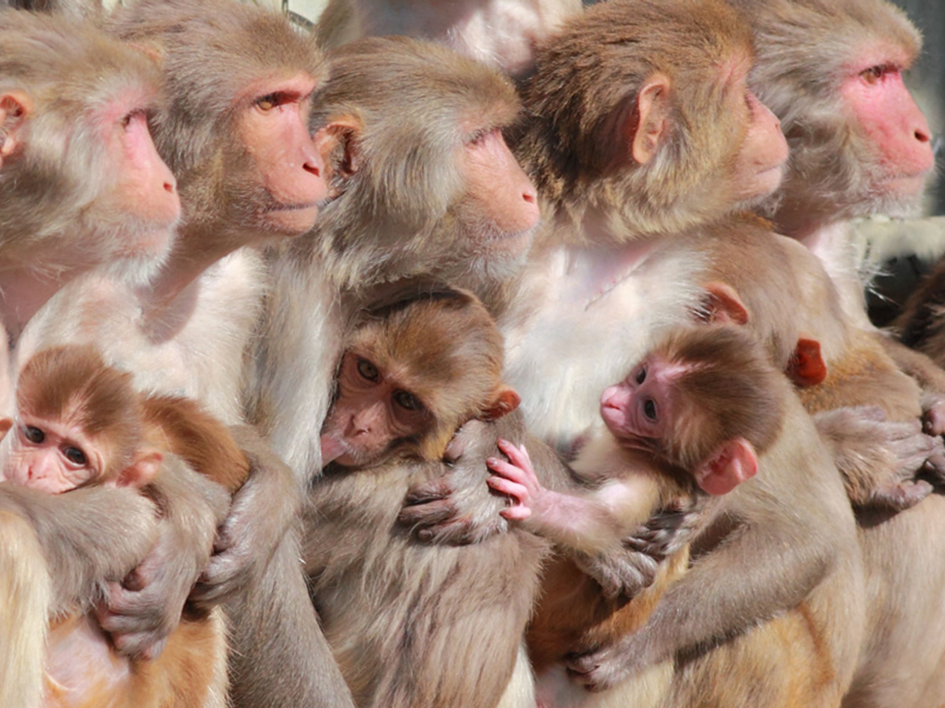 Female rhesus macaque monkeys and infants at the California National Primate Research Center at UC Davis.