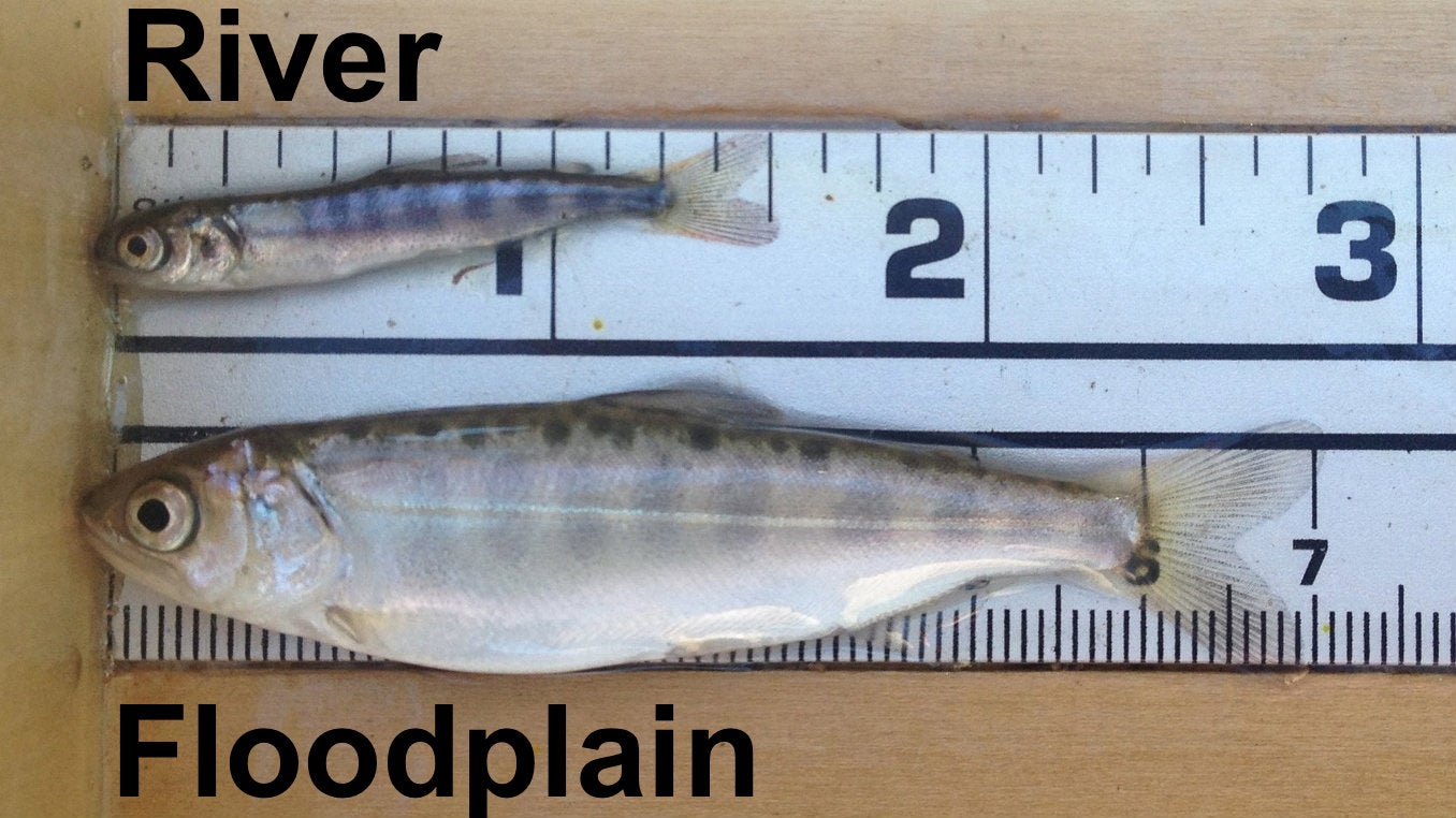 Two fish lie on two rulers. The word "river" is above the small fish on the ruler. The word "floddplain" is below the  much larger fish on the ruler, comparing the effects on their size of where they were reared.