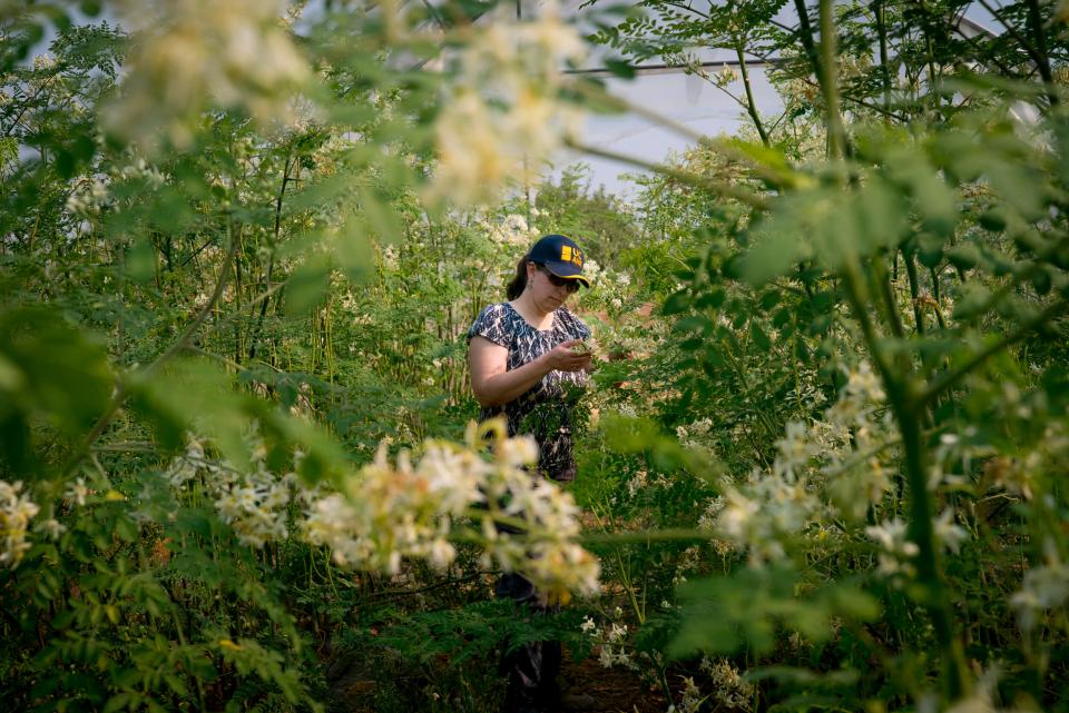 Ruth Dahlquist WIllard examines Moringa leaves