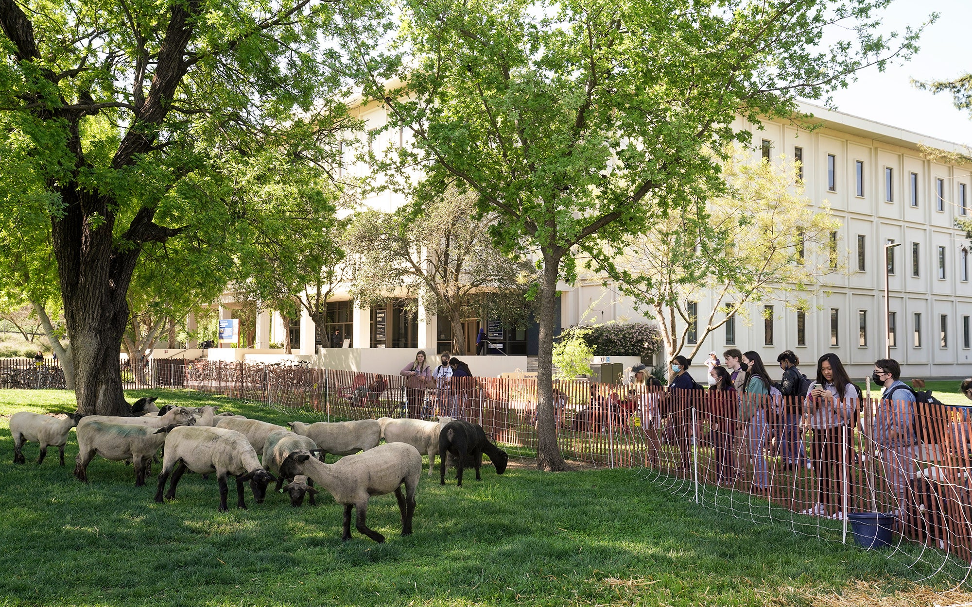 Sheep mowers on campus