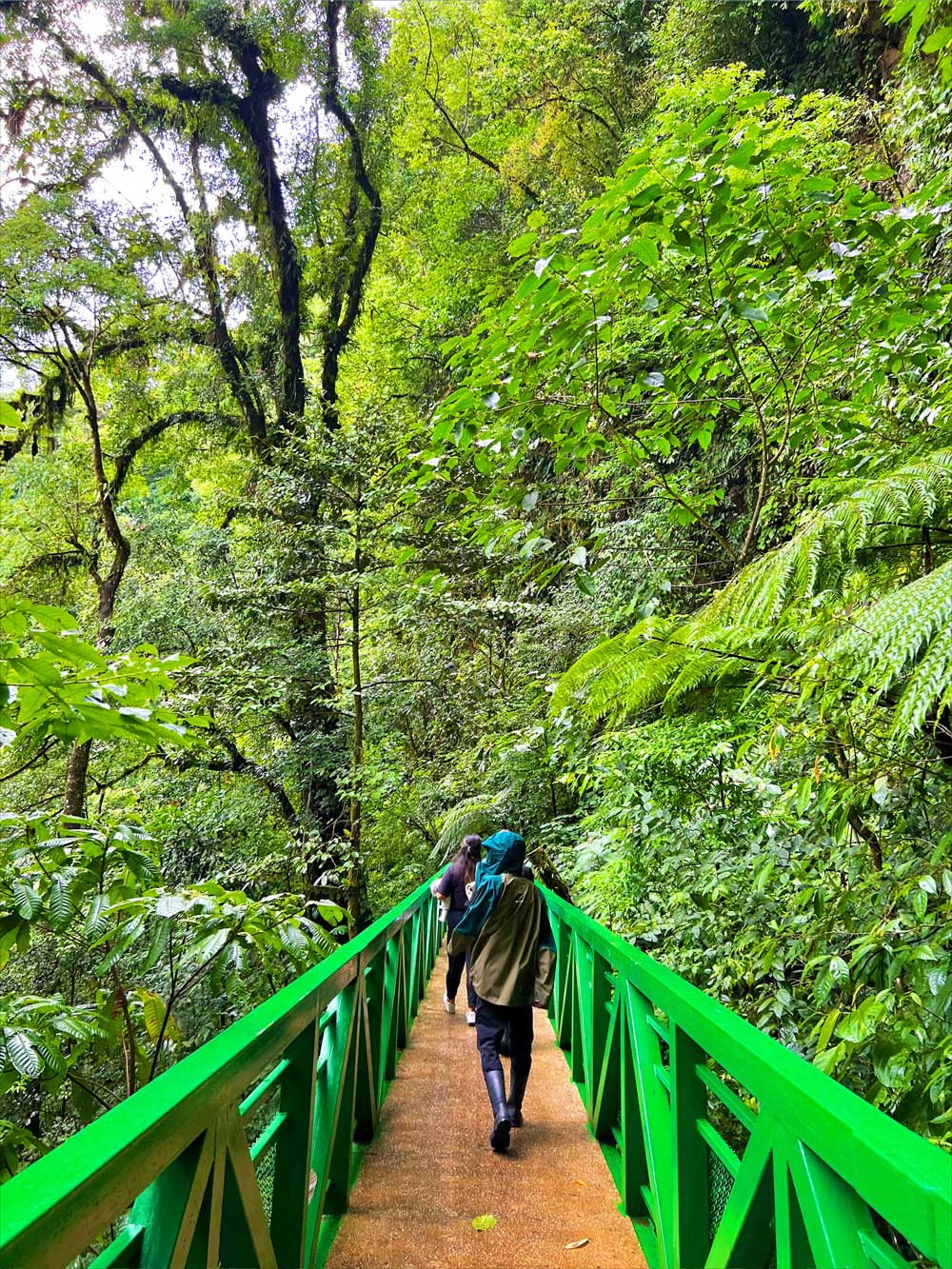Person walking on bridge through bright green forest