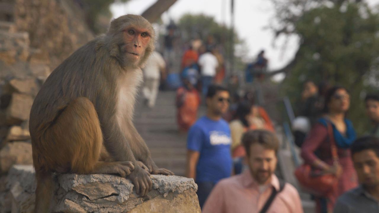 monkey at monkey temple