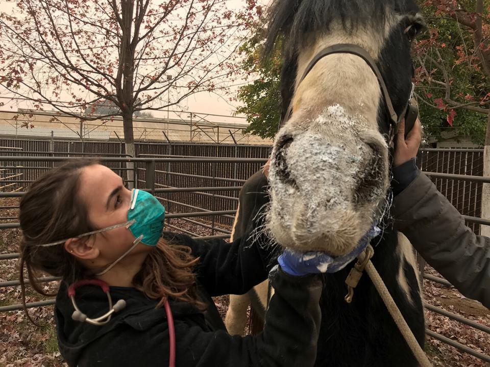 horse injured by smoke