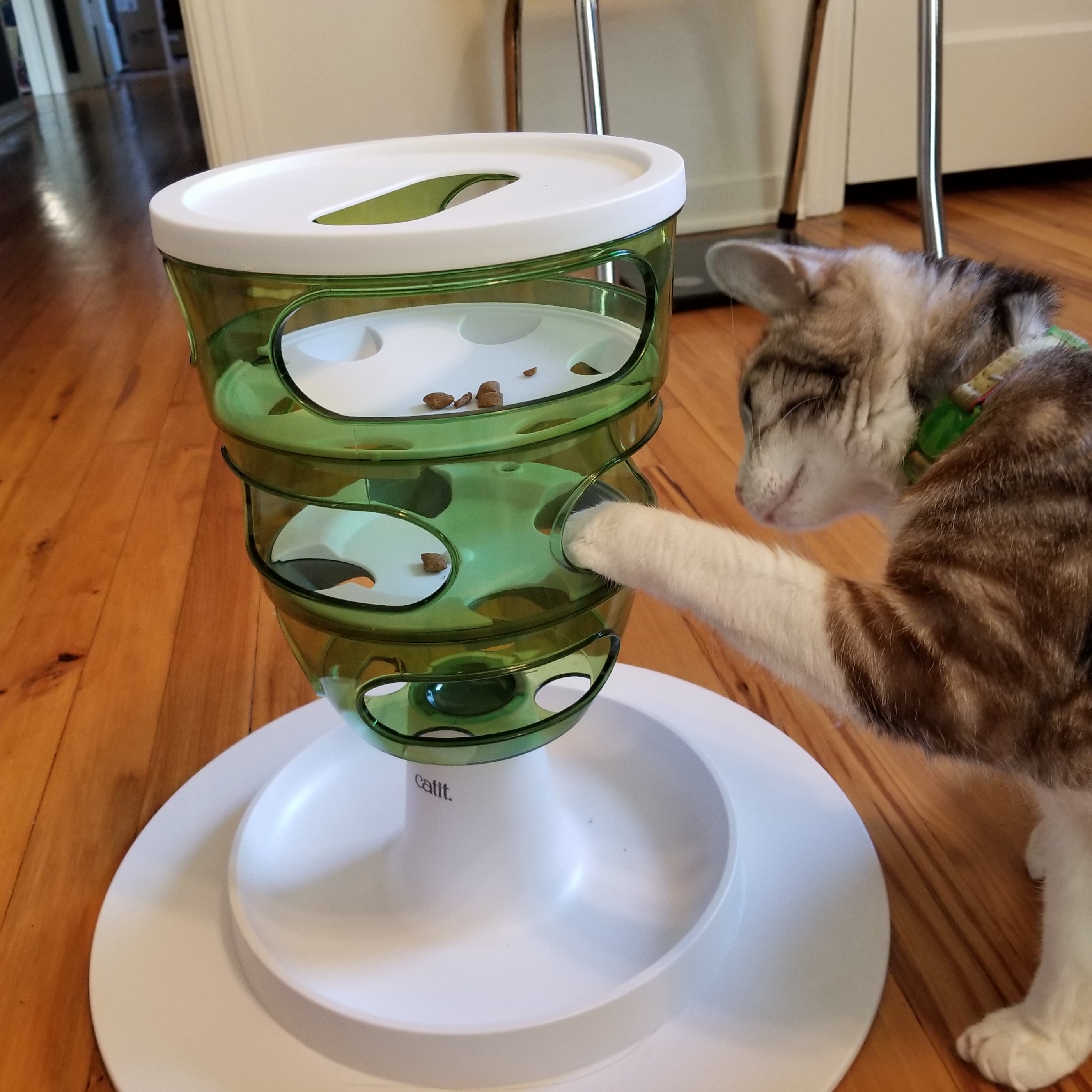 Cat using a food puzzle