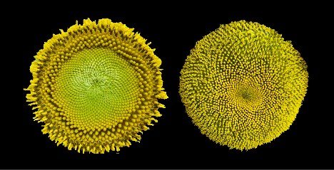 Two yellow sunflower heads against a black background. The flowerhead on left shows concentric rings. 